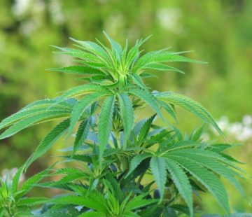 What happens when you mix alcohol, cannabis and driving?